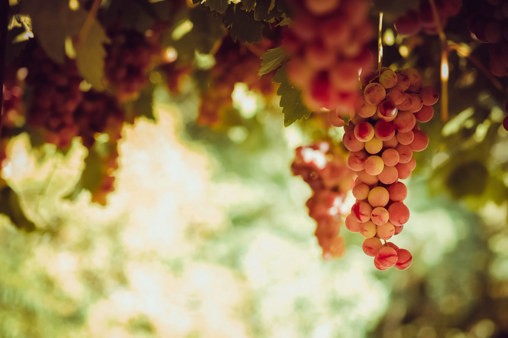 Psalm 128:3 | A Fruitful Vine